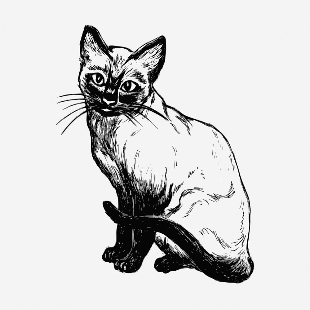 Siamese cat hand drawn illustration. Free public domain CC0 image.