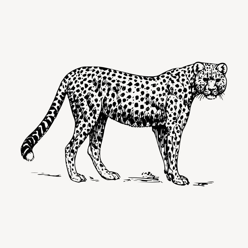 Cheetah, wild animal clipart, vintage illustration vector. Free public domain CC0 image.