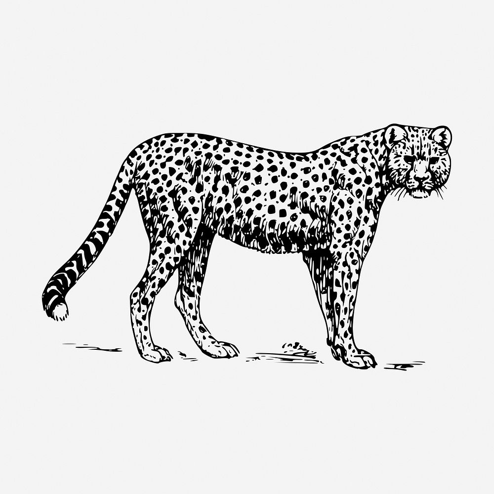 Cheetah, wild animal hand drawn illustration. Free public domain CC0 image.