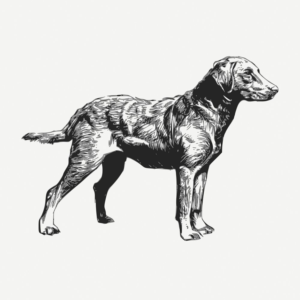 Retriever dog drawing, vintage illustration psd. Free public domain CC0 image.