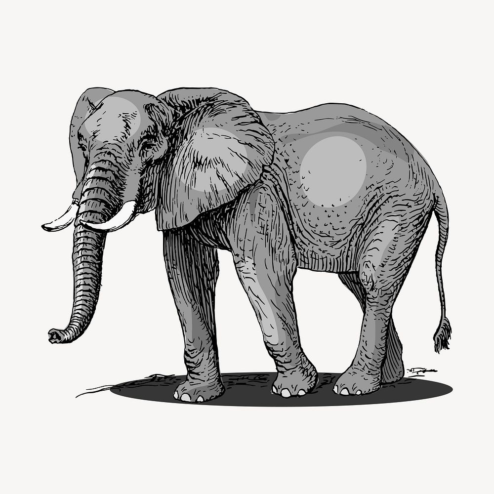 Elephant, wild animal clipart, vintage illustration vector. Free public domain CC0 image.