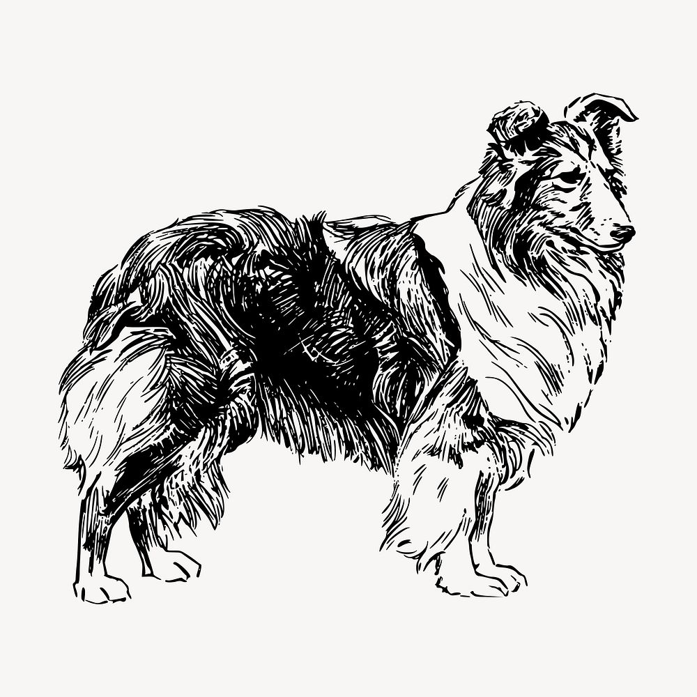Shetland Sheepdog drawing clipart, vintage illustration vector. Free public domain CC0 image.