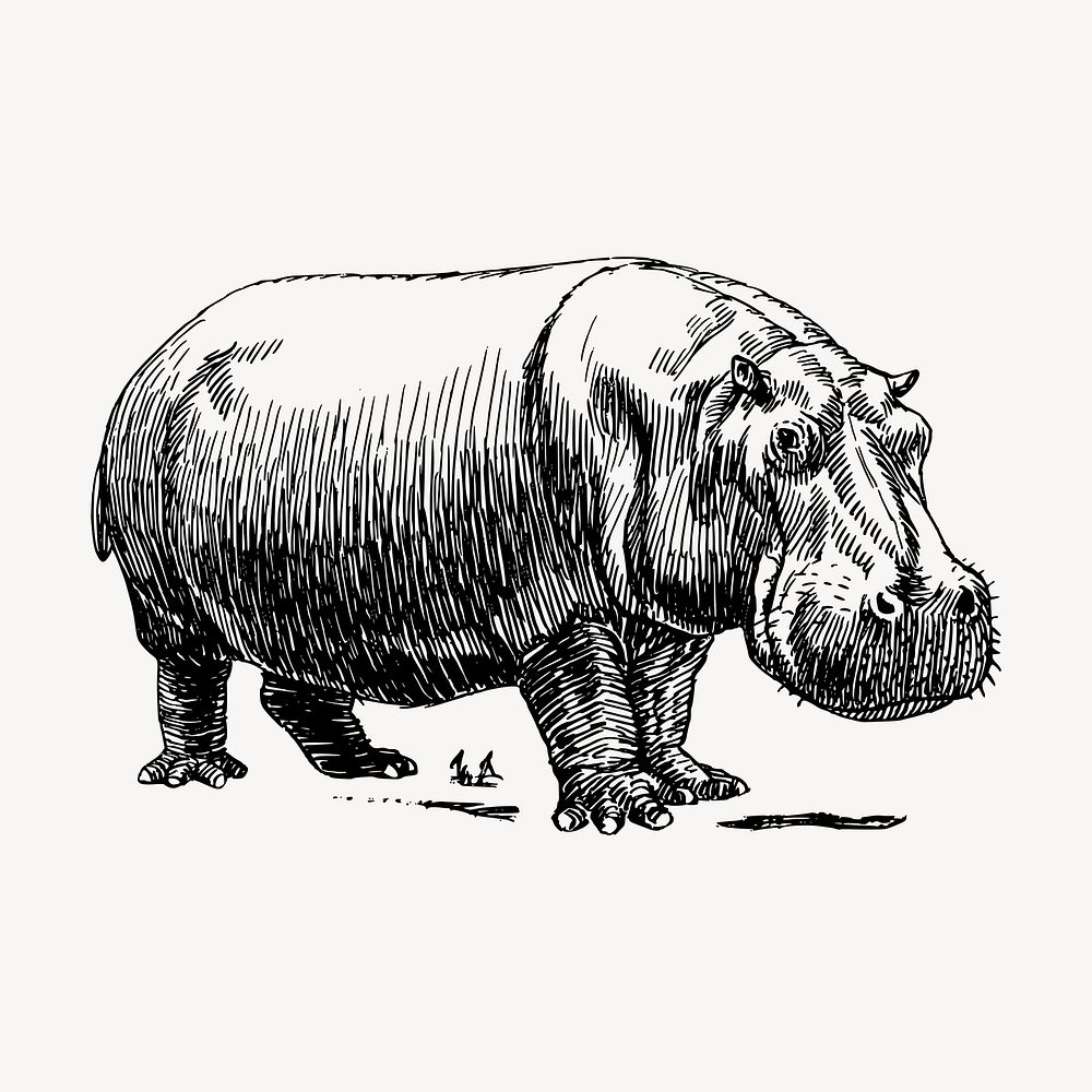 Hippopotamus animal clipart, vintage illustration vector. Free public domain CC0 image.