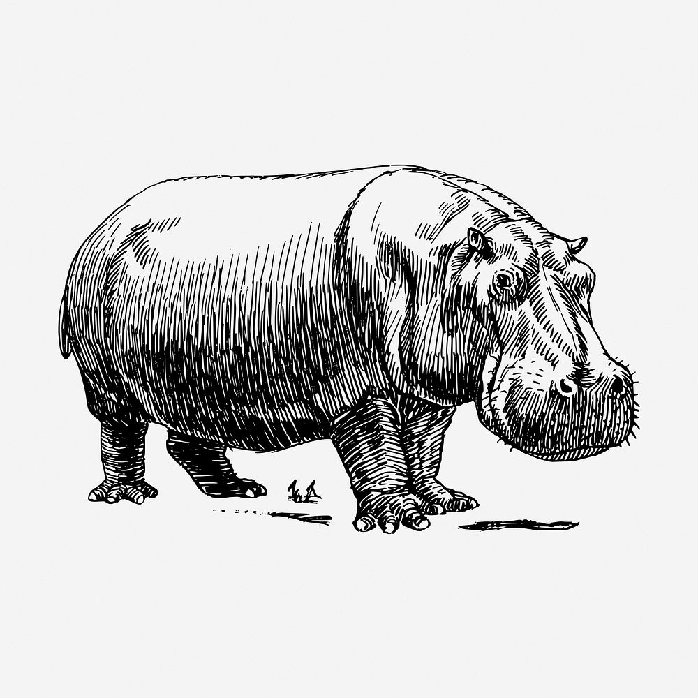 Hippopotamus animal hand drawn illustration. Free public domain CC0 image.