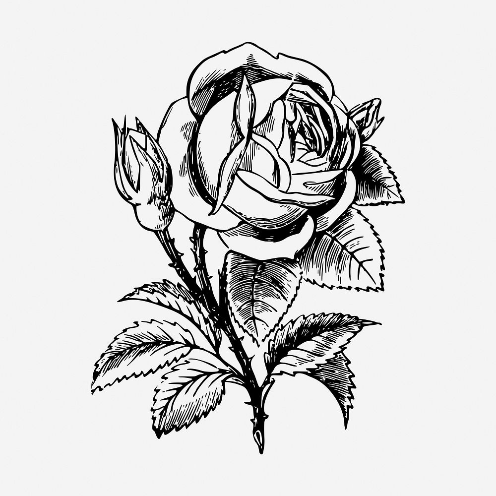 Garden rose hand drawn illustration. Free public domain CC0 image.