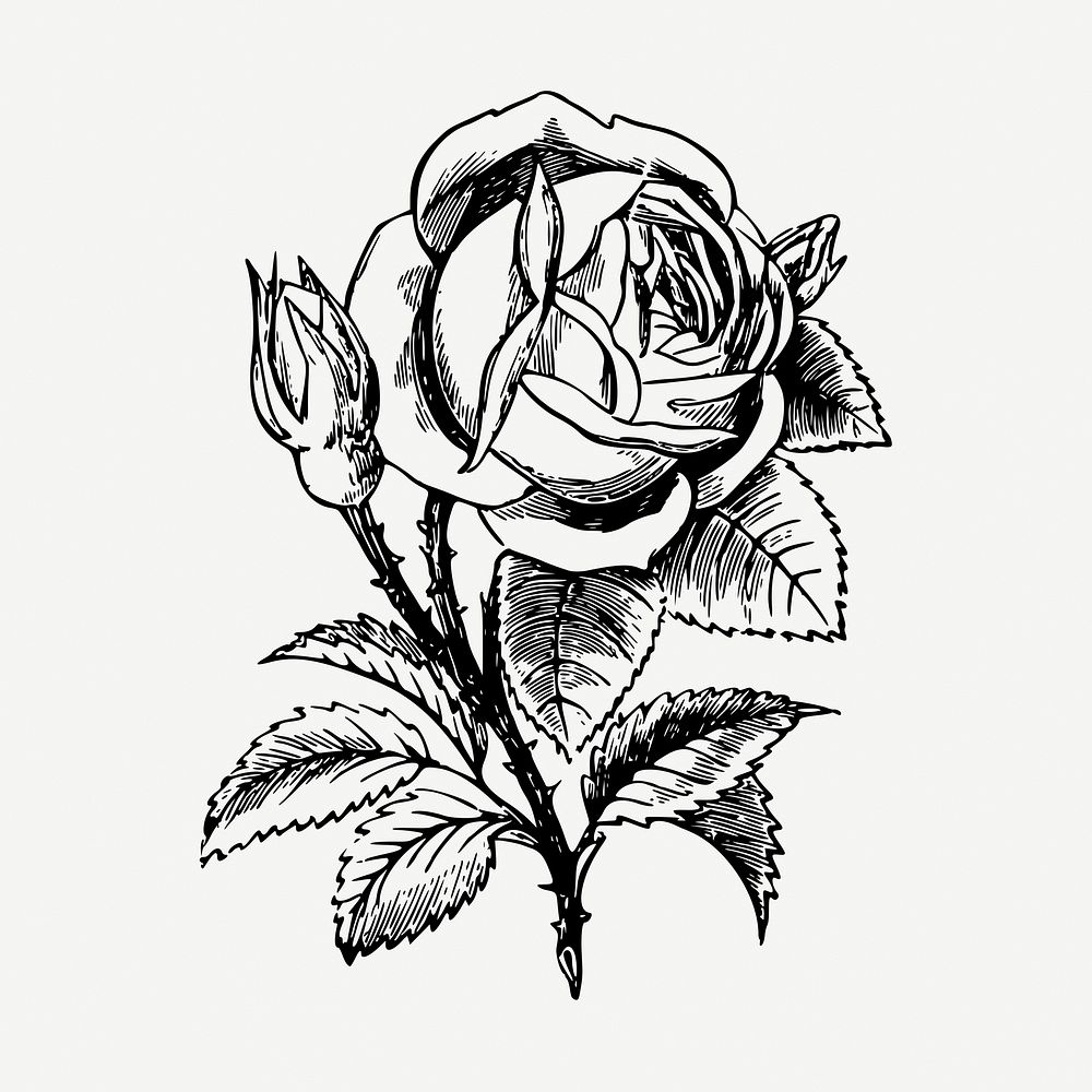 Garden rose drawing, vintage illustration psd. Free public domain CC0 image.