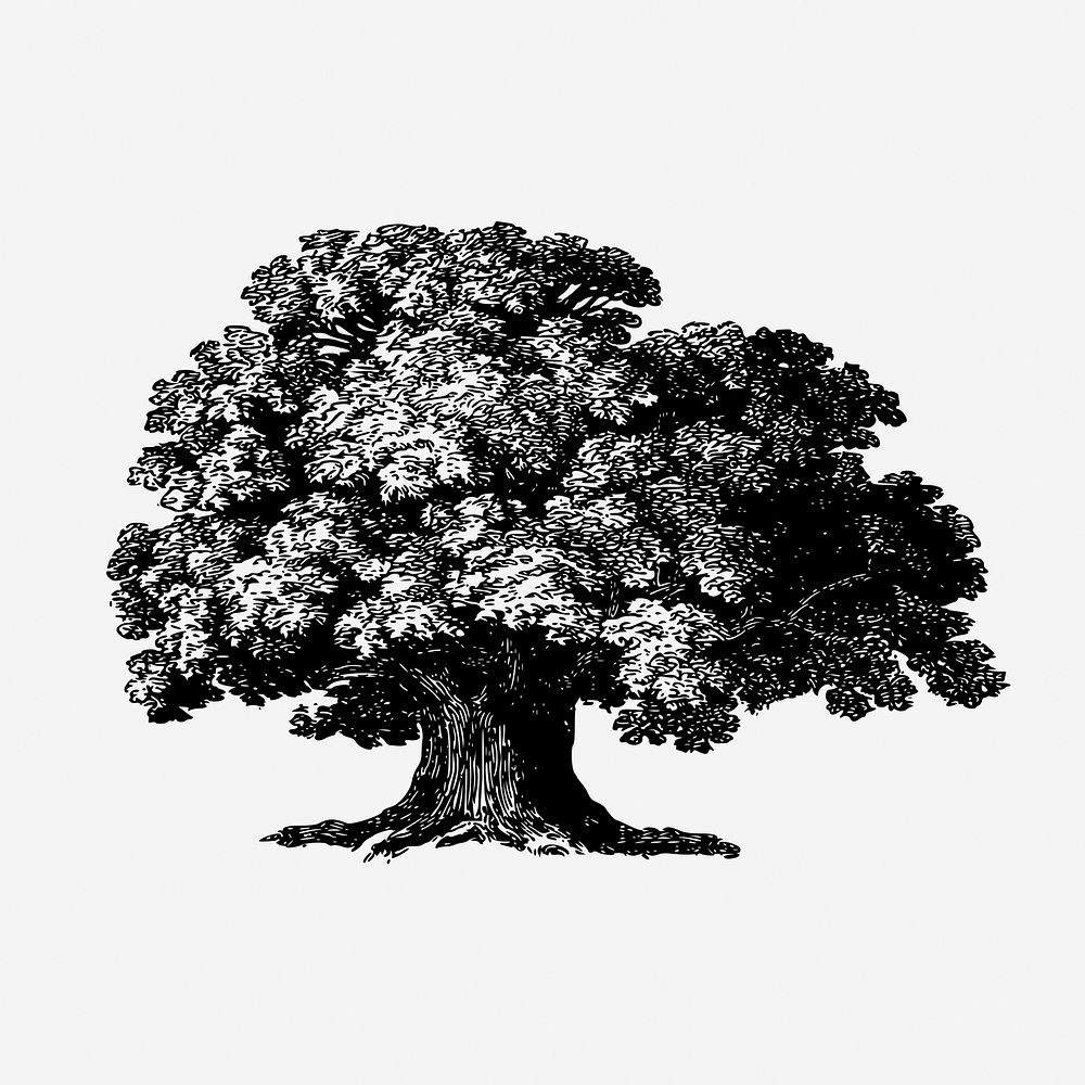 Baobab tree drawing, vintage botanical illustration. Free public domain CC0 image.