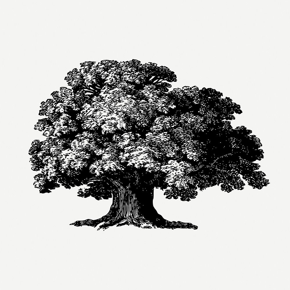 Baobab tree drawing, vintage botanical illustration psd. Free public domain CC0 image.