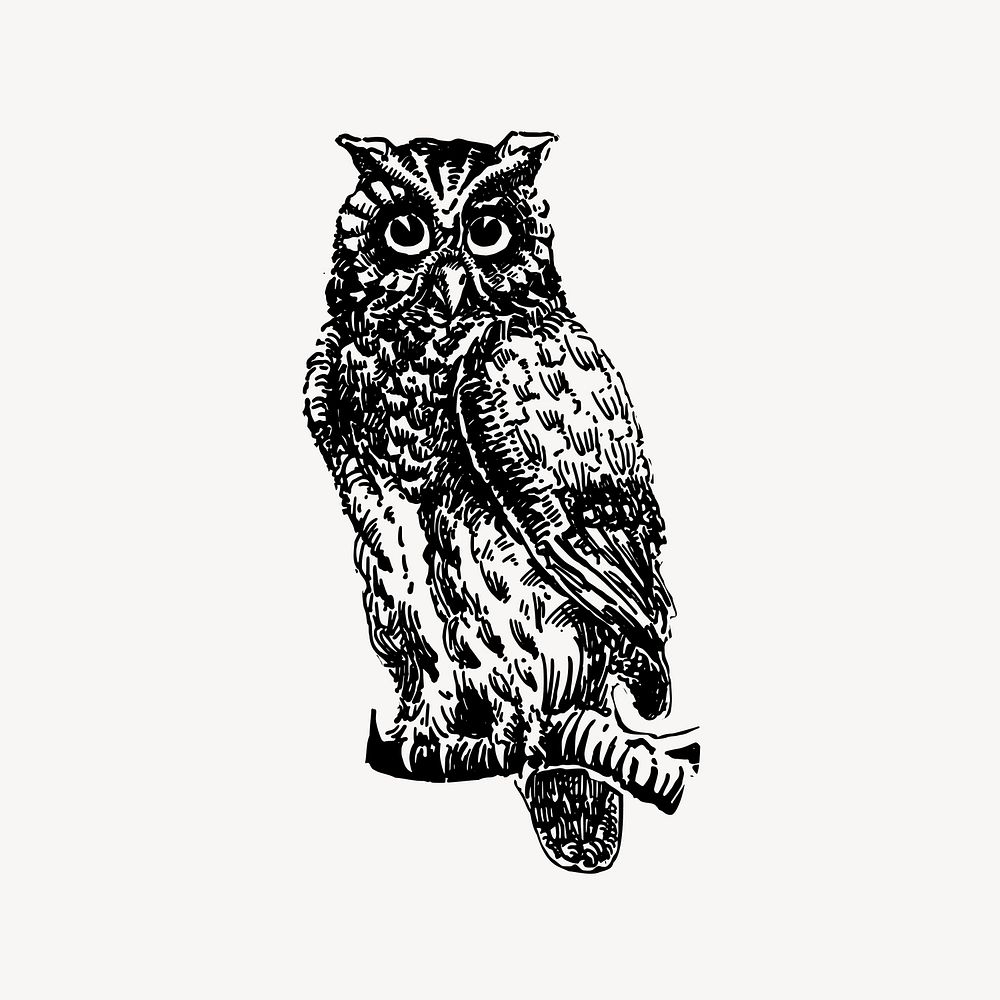 Eagle owl drawing, vintage bird illustration vector. Free public domain CC0 image.