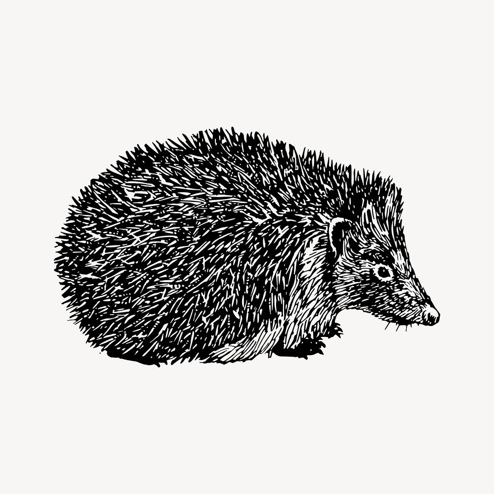 Hedgehog drawing, vintage animal illustration vector. Free public domain CC0 image.