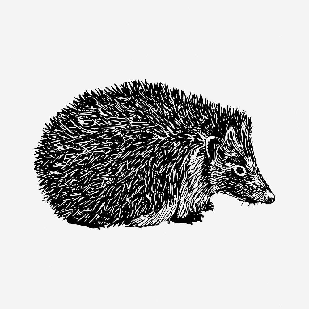 Hedgehog drawing, vintage hand drawn animal illustration. Free public domain CC0 image.