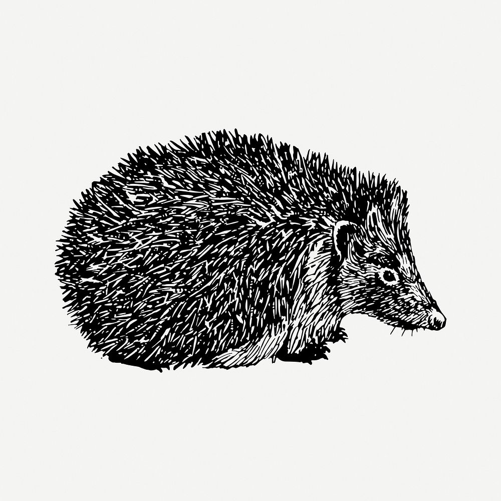 Hedgehog drawing, vintage hand drawn animal illustration psd. Free public domain CC0 image.