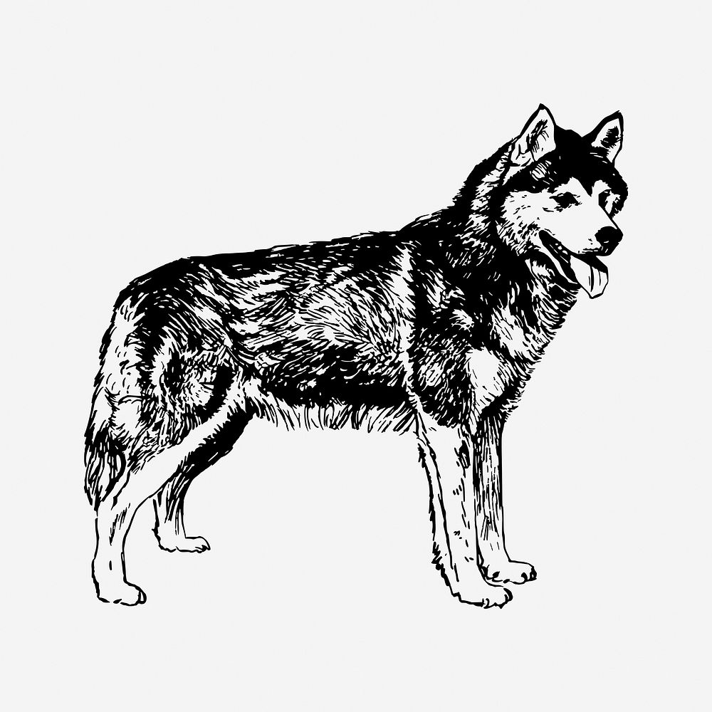 Siberian husky dog drawing, vintage animal illustration. Free public domain CC0 image.