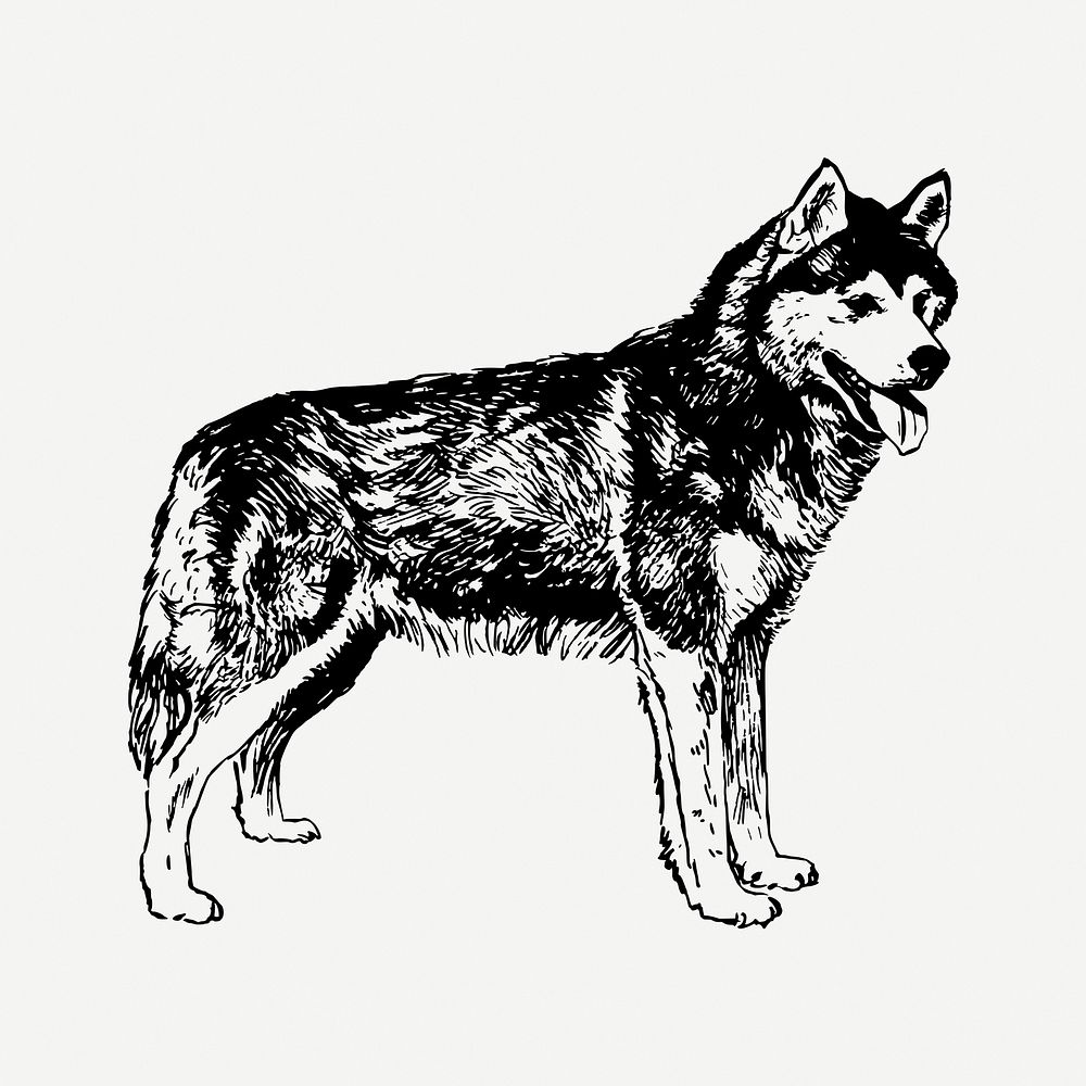 Siberian husky dog drawing, vintage animal illustration psd. Free public domain CC0 image.