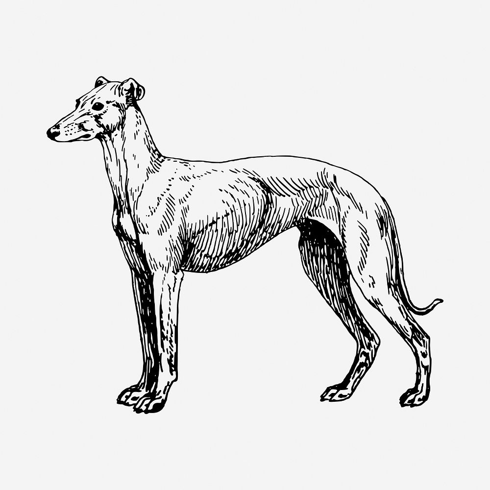 Greyhound dog drawing, vintage hand drawn animal illustration. Free public domain CC0 image.