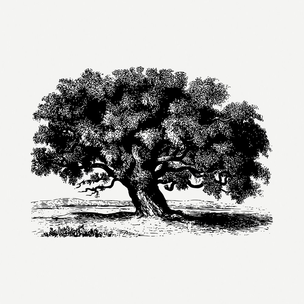 Tamarind tree drawing, vintage botanical illustration psd. Free public domain CC0 image.