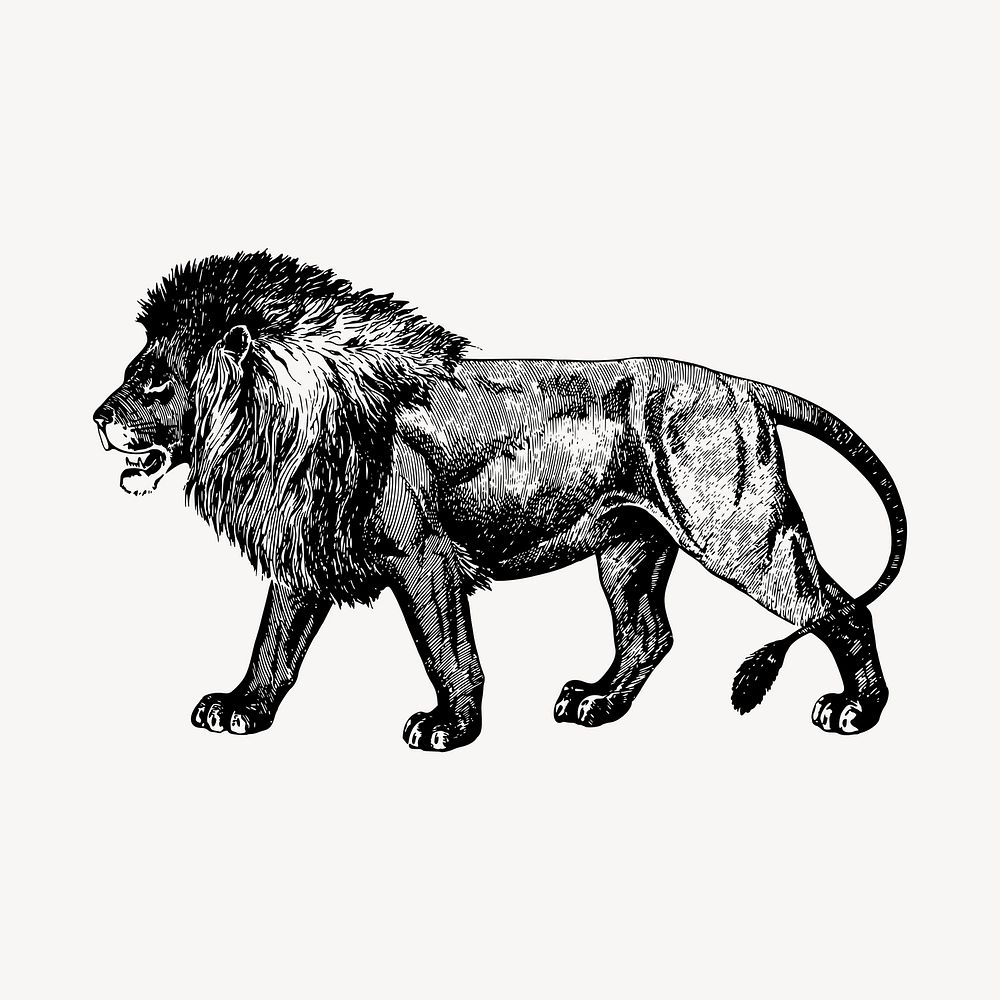 Lion drawing, vintage animal, wildlife illustration vector. Free public domain CC0 image.