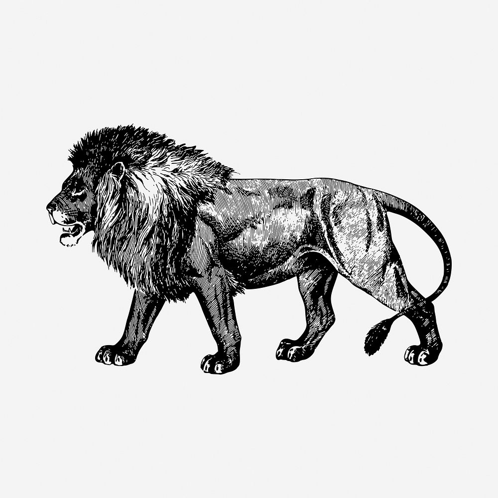 Lion drawing, vintage animal, wildlife illustration. Free public domain CC0 image.