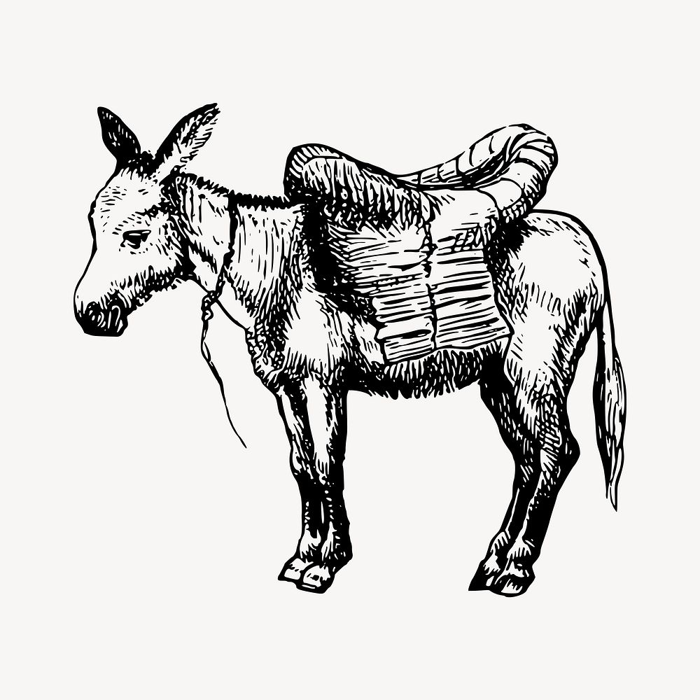 Vintage donkey drawing, farm animal illustration vector. Free public domain CC0 image.