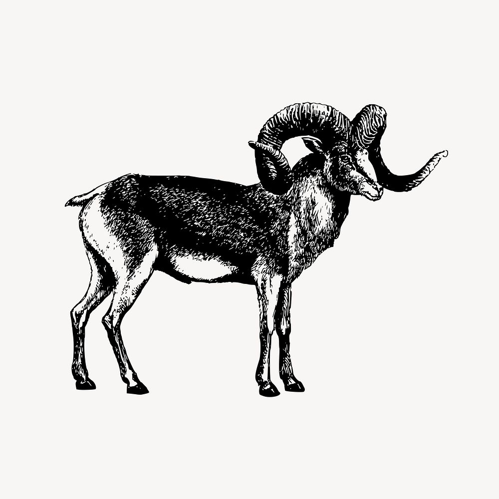 Marco polo sheep drawing, animal, wildlife illustration vector. Free public domain CC0 image.