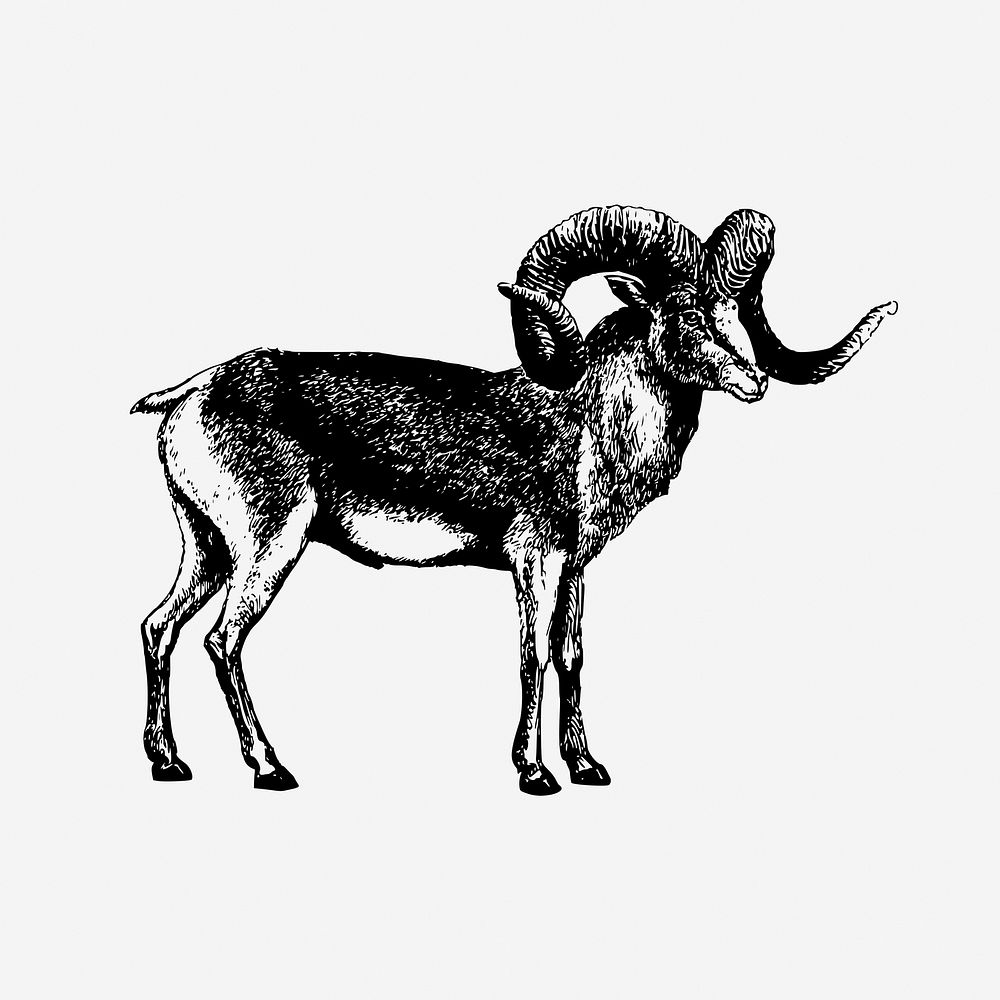 Marco polo sheep drawing, hand drawn animal illustration. Free public domain CC0 image.