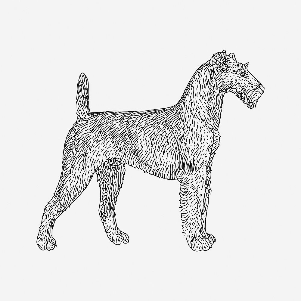 Irish Terrier dog clipart, vintage animal illustration. Free public domain CC0 image.