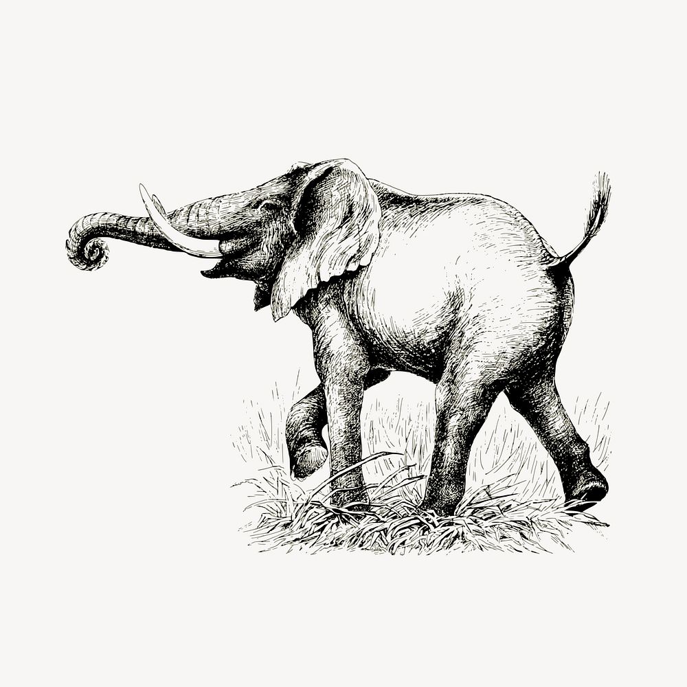 Elephant clipart, vintage animal, wildlife illustration vector. Free public domain CC0 image.