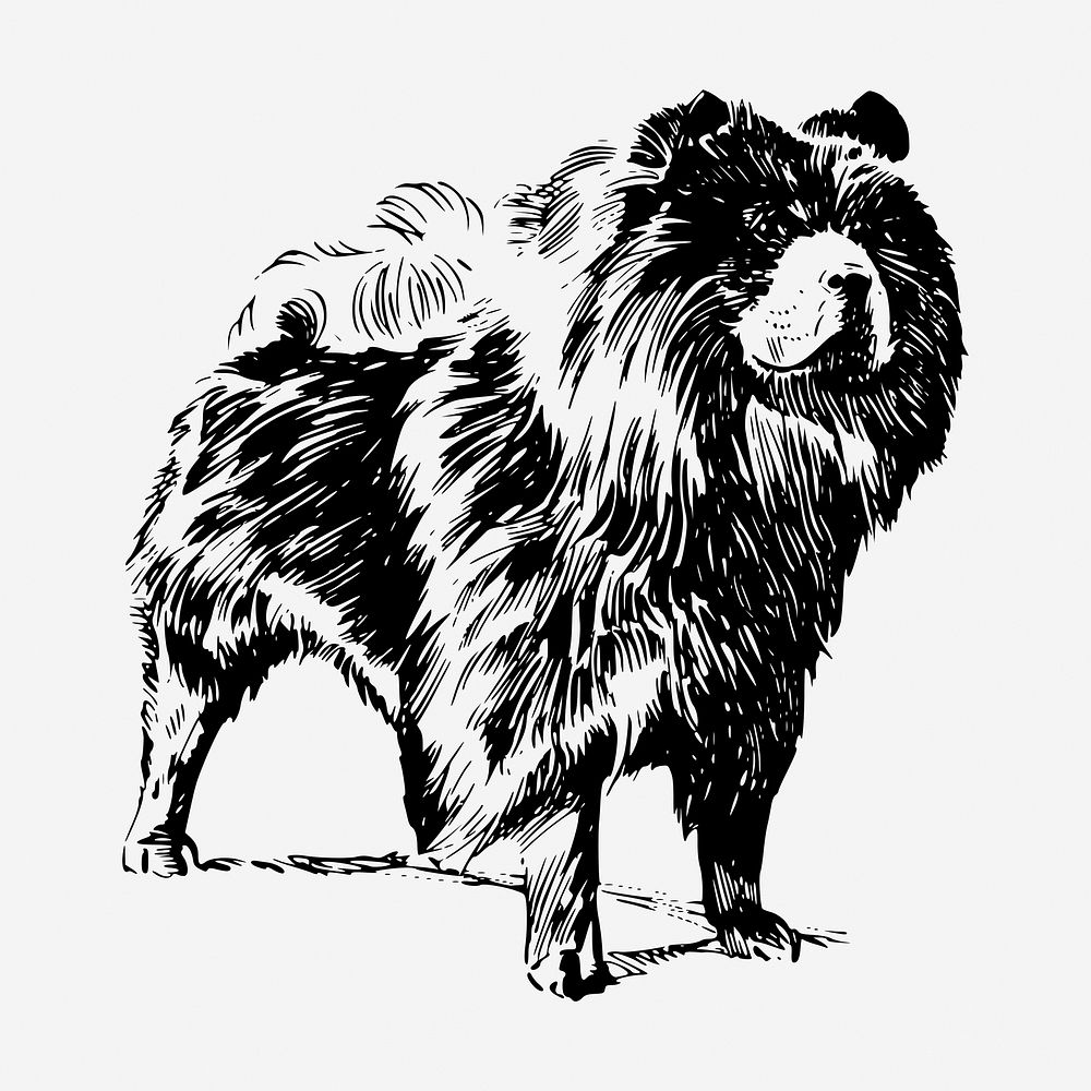 Chow Chow dog drawing, vintage illustration. Free public domain CC0 image.