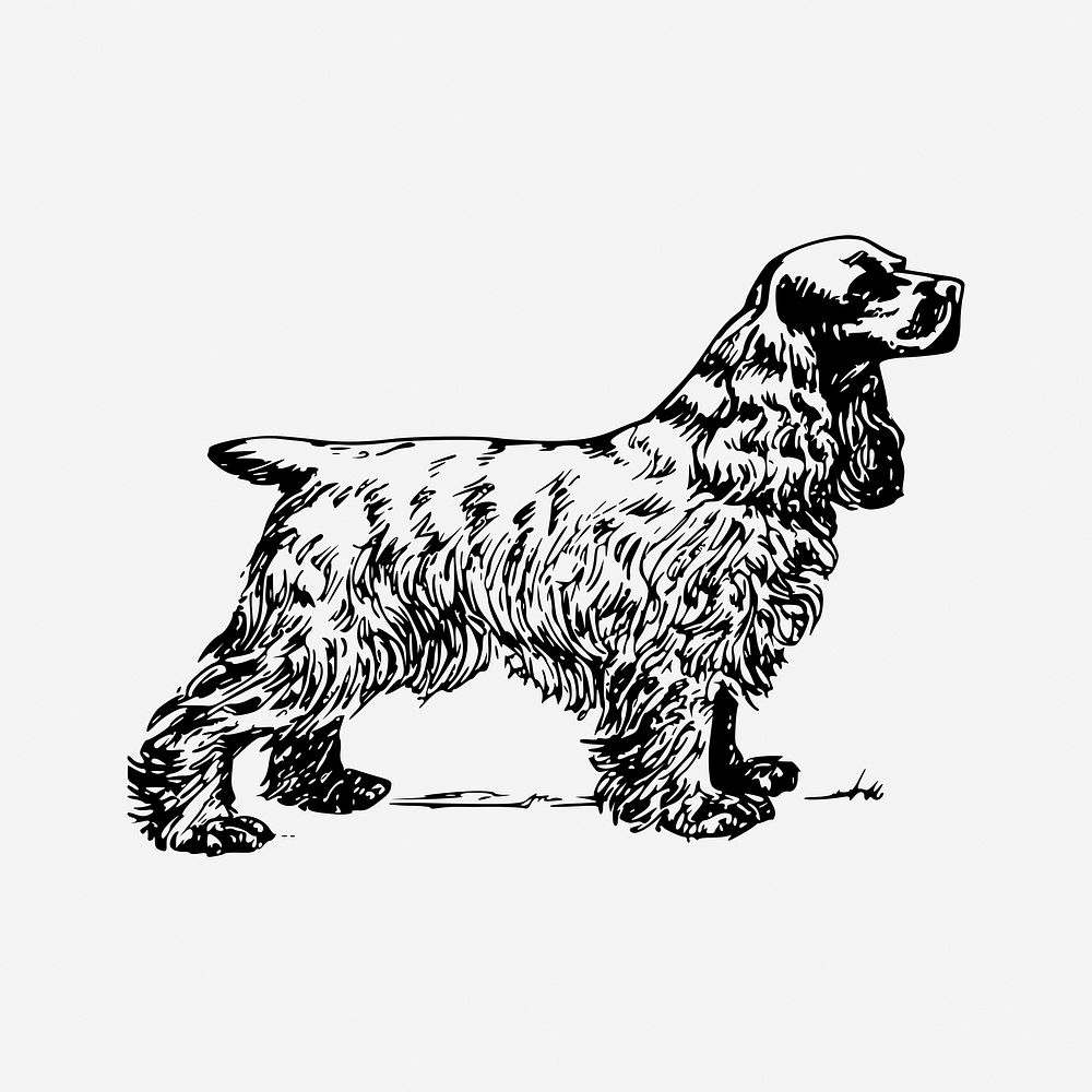 Cocker spaniel dog drawing, hand drawn illustration. Free public domain CC0 image.