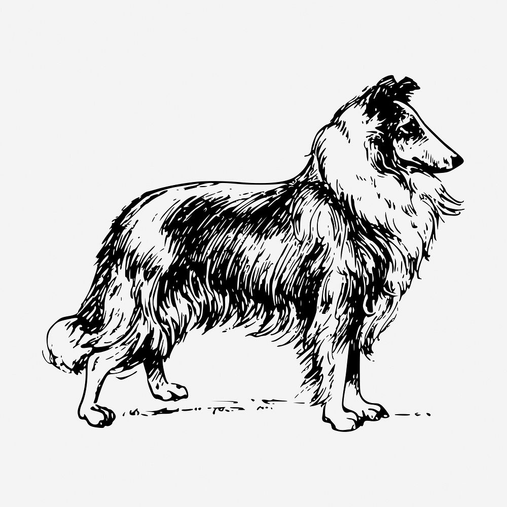 Collie dog drawing, hand drawn illustration. Free public domain CC0 image.