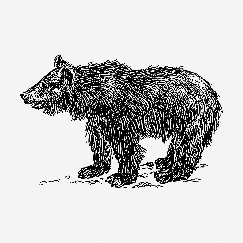 Vintage bear drawing, wild animal illustration. Free public domain CC0 image.