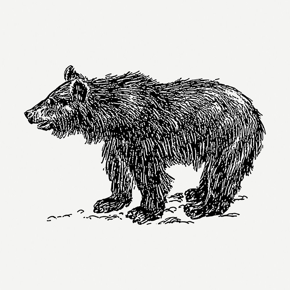 Vintage bear drawing, wild animal hand drawn illustration psd. Free public domain CC0 image.