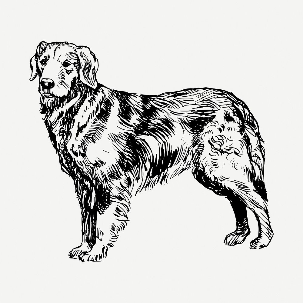 Golden retriever dog drawing, hand drawn animal illustration psd. Free public domain CC0 image.