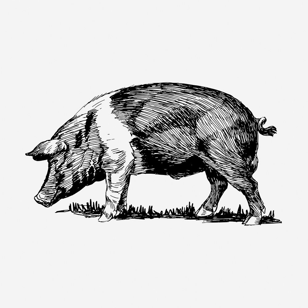 Vintage pig drawing, livestock animal illustration. Free public domain CC0 image.