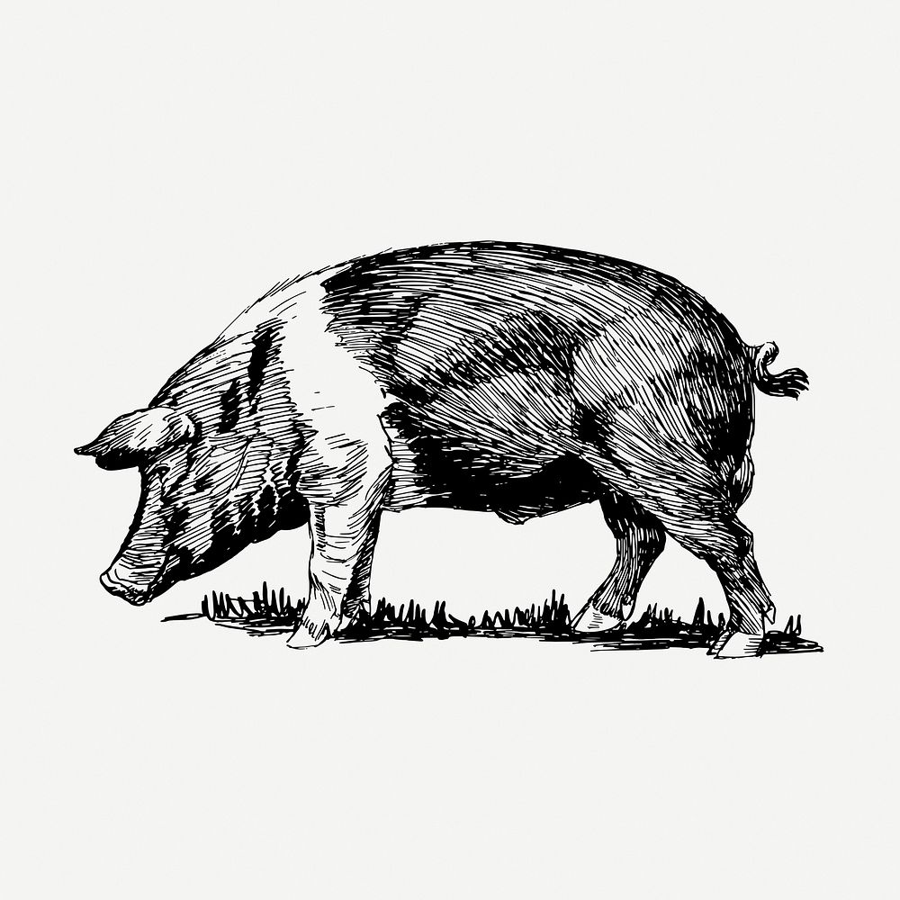 Vintage pig drawing, hand drawn animal illustration psd. Free public domain CC0 image.