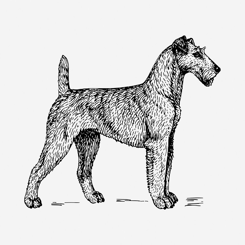 Irish Terrier dog drawing, hand drawn animal illustration. Free public domain CC0 image.