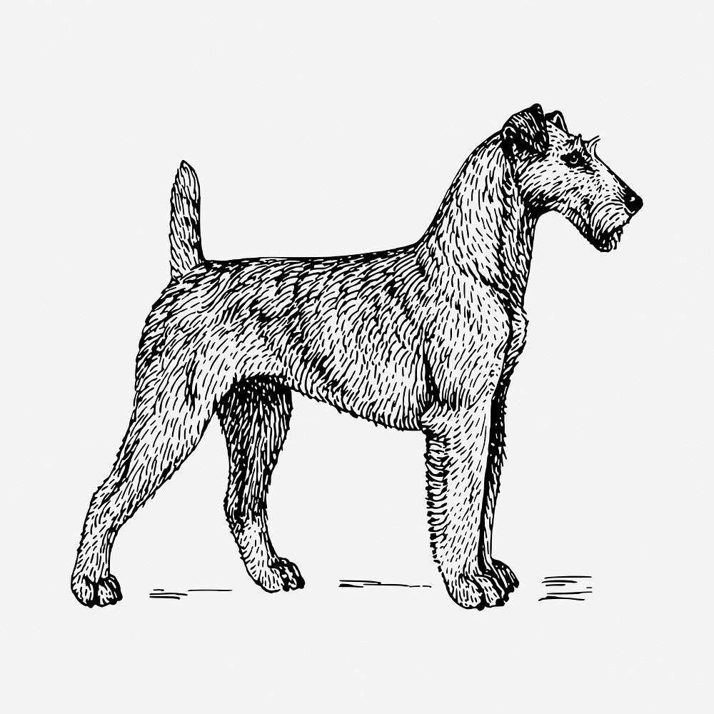 Irish Terrier dog drawing, hand | Free Photo - rawpixel