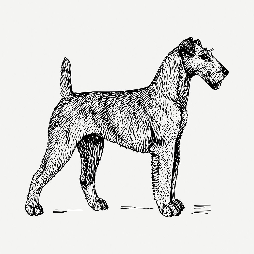 Irish Terrier dog drawing, vintage illustration psd. Free public domain CC0 image.