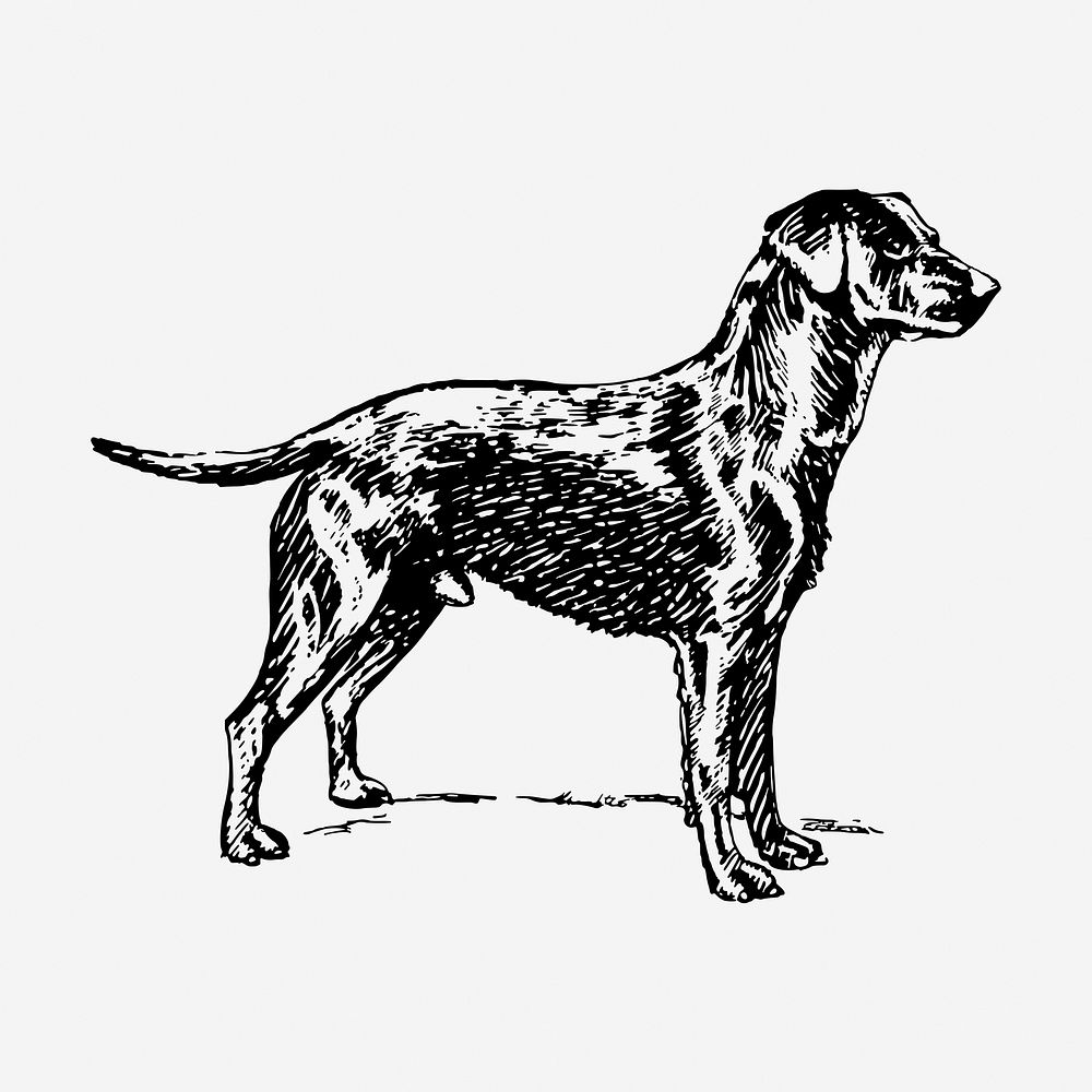 Labrador retriever dog drawing, hand drawn illustration. Free public domain CC0 image.