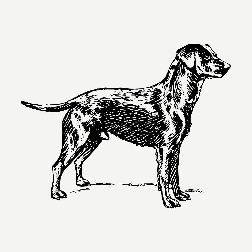 Labrador retriever dog drawing, hand drawn illustration psd. Free public domain CC0 image.