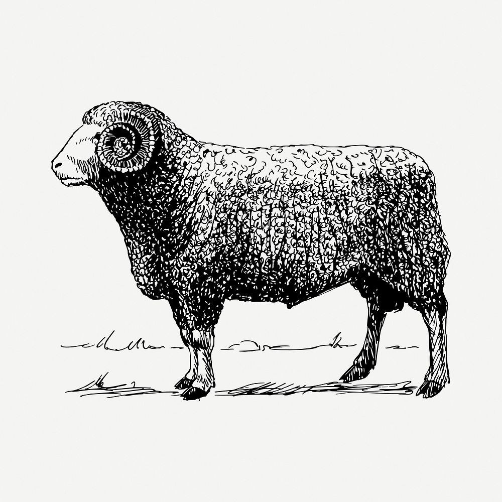 Vintage ram drawing, hand drawn farm animal illustration psd. Free public domain CC0 image.