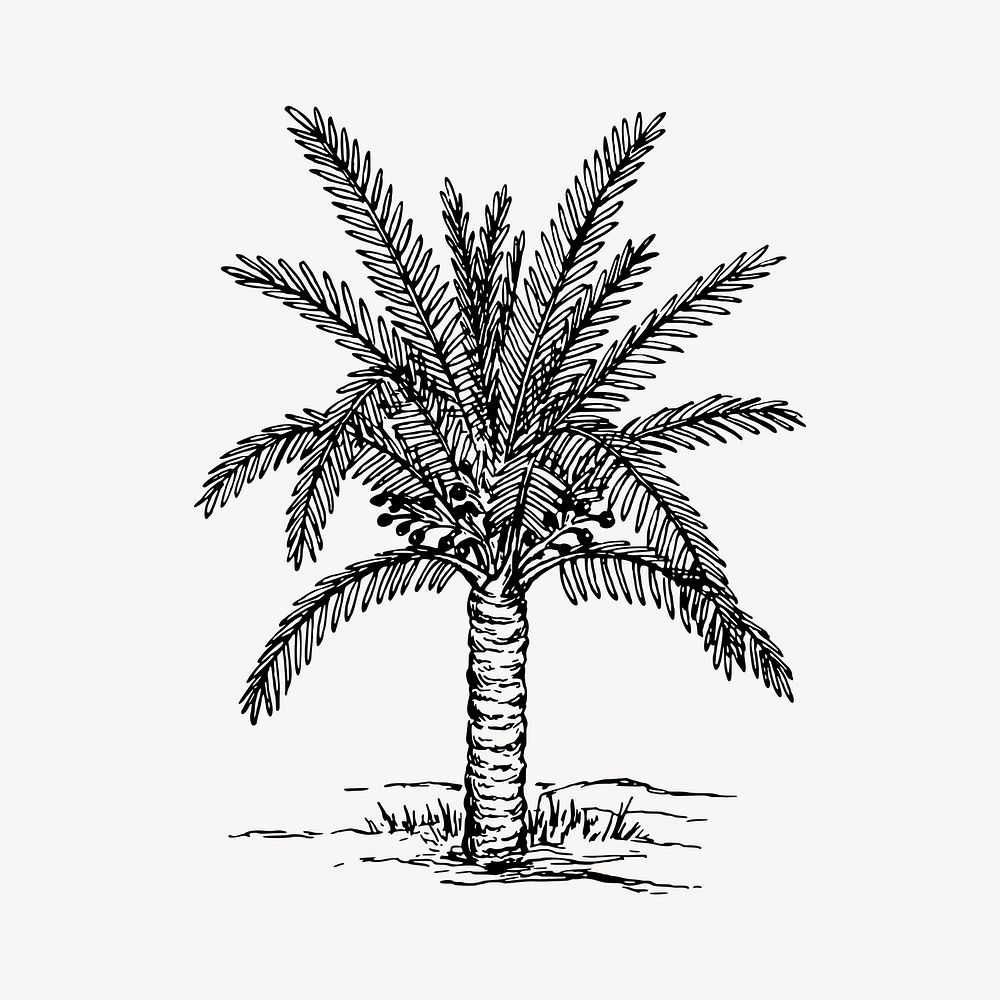 Sago palm tree drawing, hand drawn vintage illustration vector. Free public domain CC0 image.