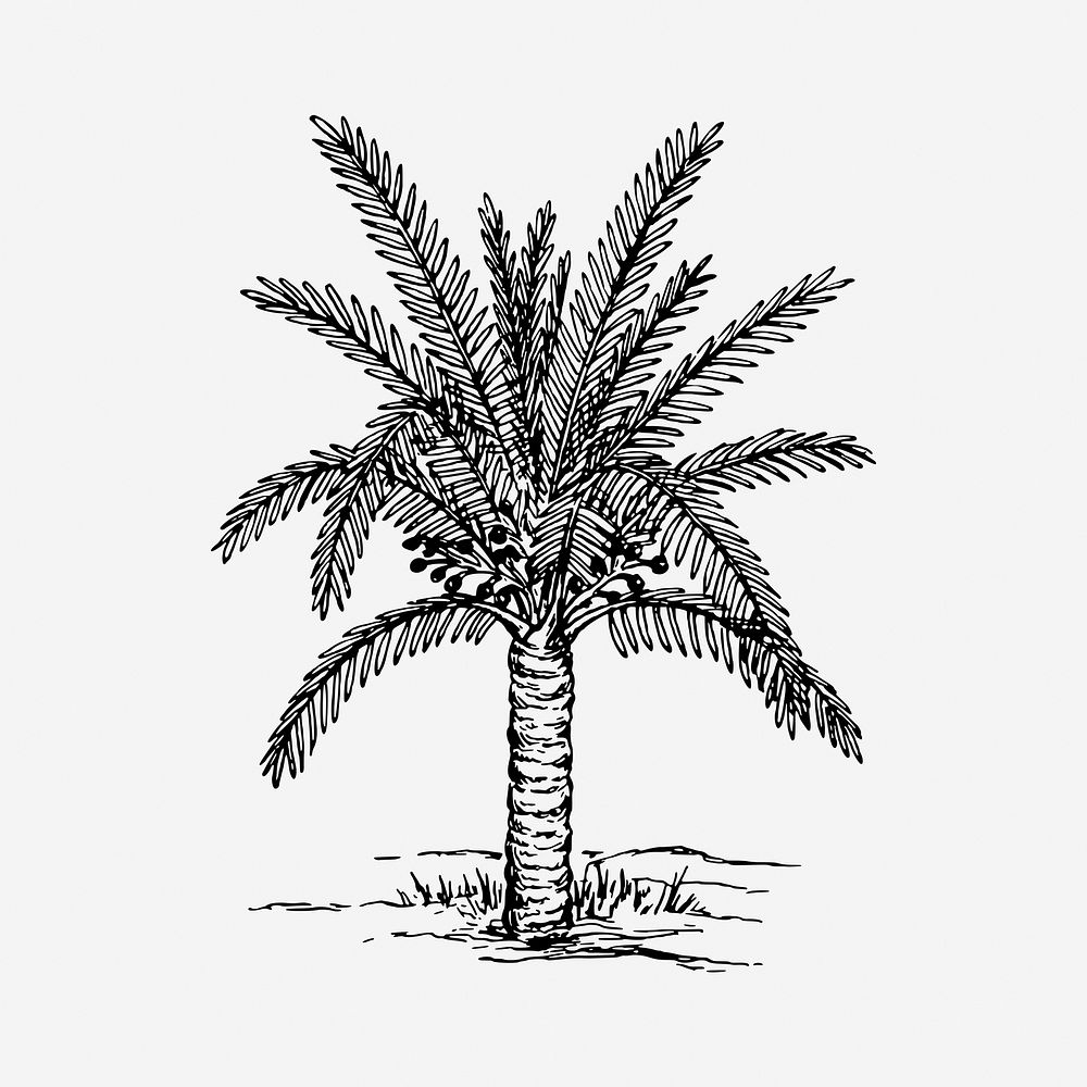 Sago palm tree drawing, hand drawn vintage illustration. Free public domain CC0 image.