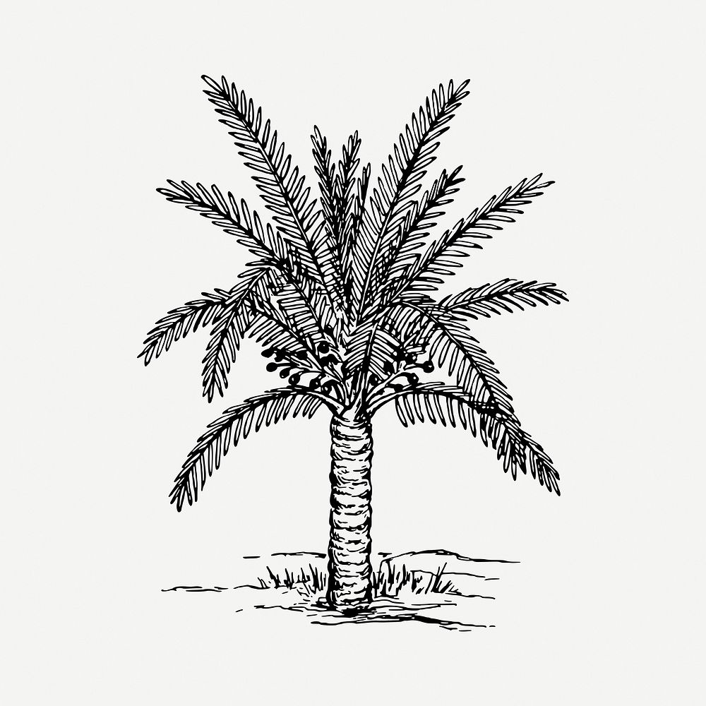 Sago palm tree drawing, hand drawn vintage illustration psd. Free public domain CC0 image.