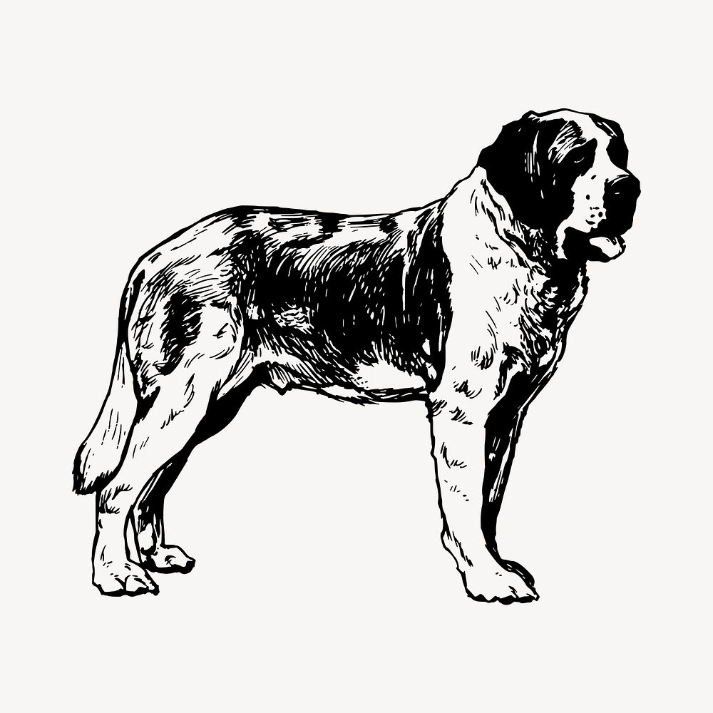 St Bernard dog drawing, hand drawn animal illustration vector. Free public domain CC0 image.