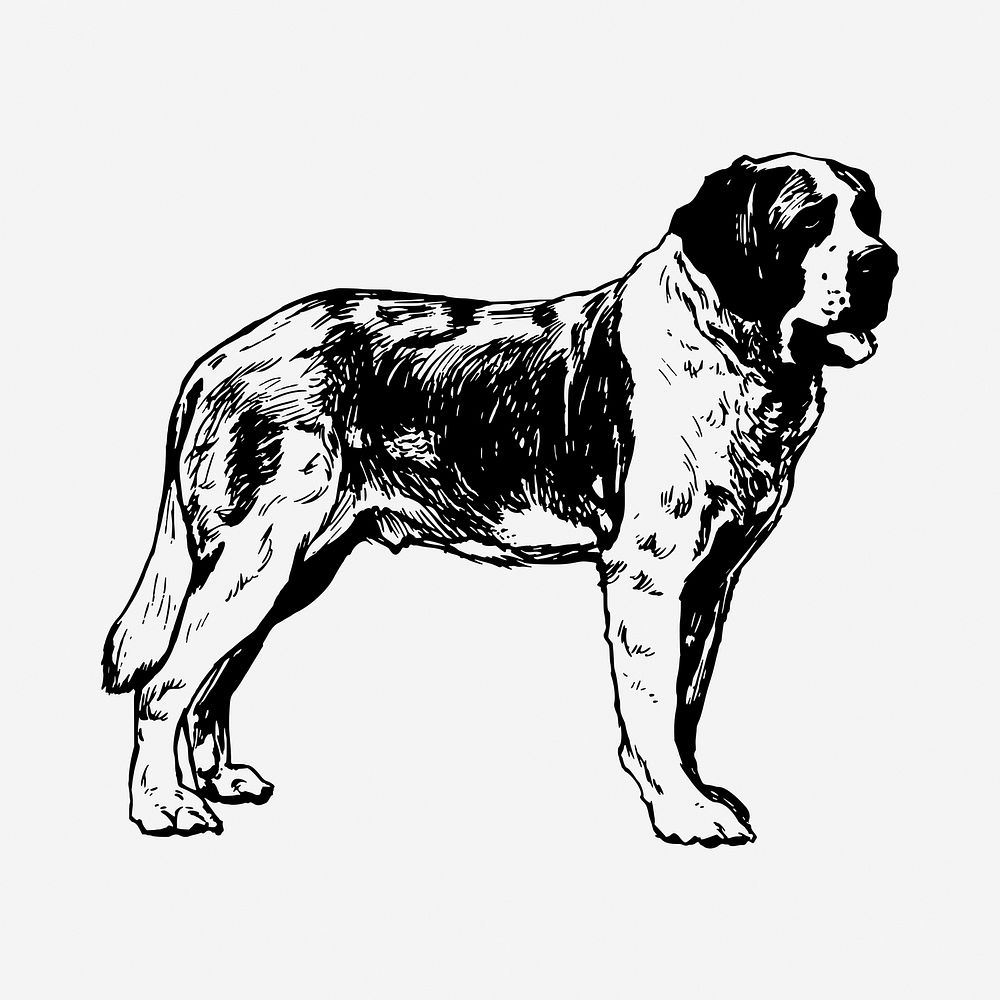 St Bernard dog drawing, hand drawn animal illustration. Free public domain CC0 image.