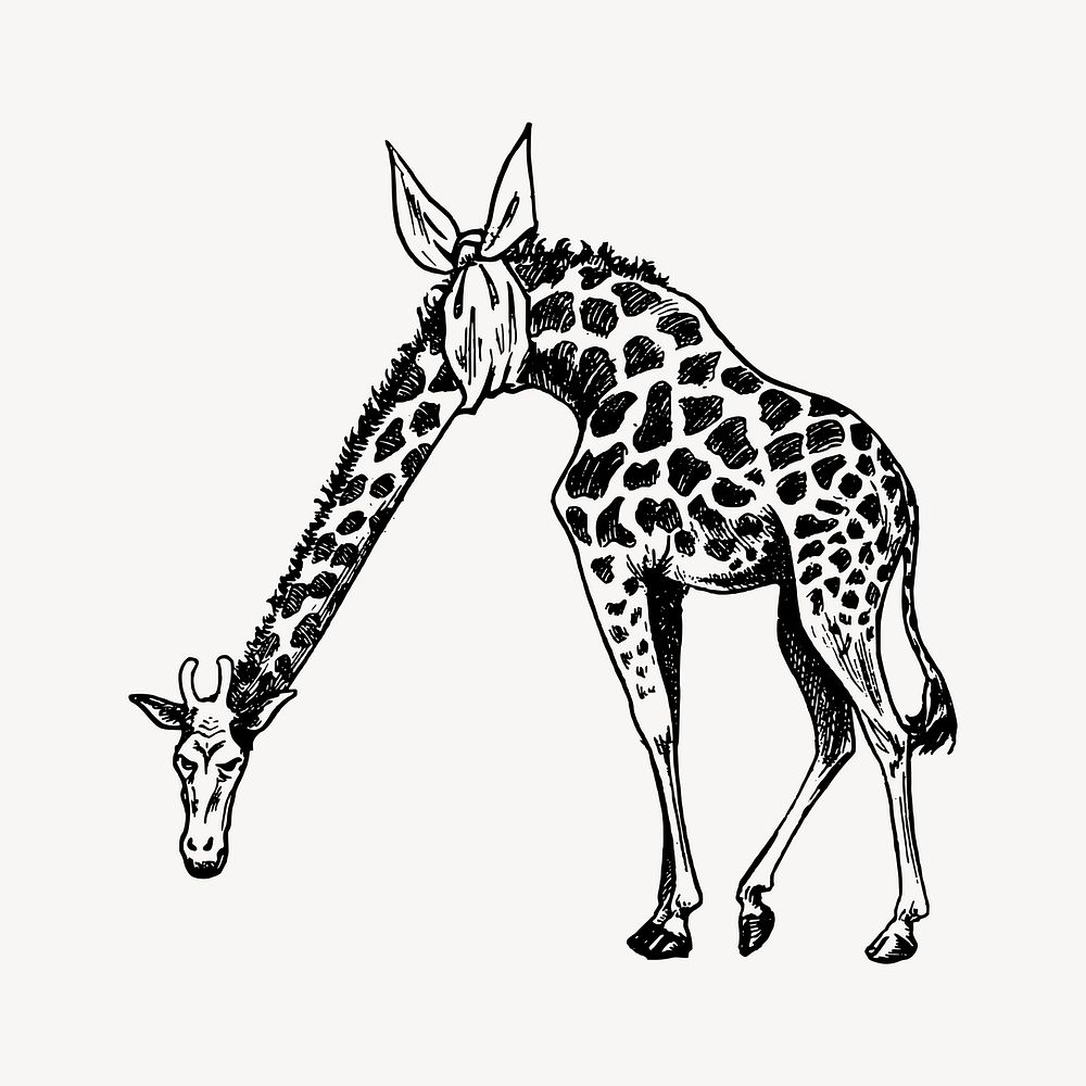 Giraffe drawing, hand drawn illustration, wildlife illustration vector. Free public domain CC0 image.