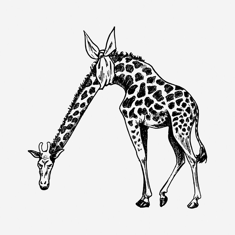 Giraffe drawing, vintage animal, wildlife illustration. Free public domain CC0 image.