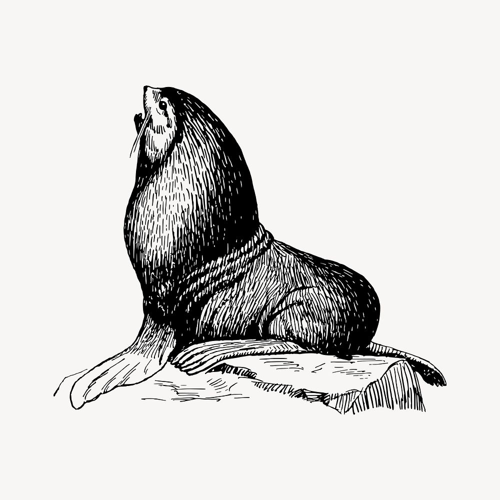 Seal animal drawing, vintage sea life illustration vector. Free public domain CC0 image.