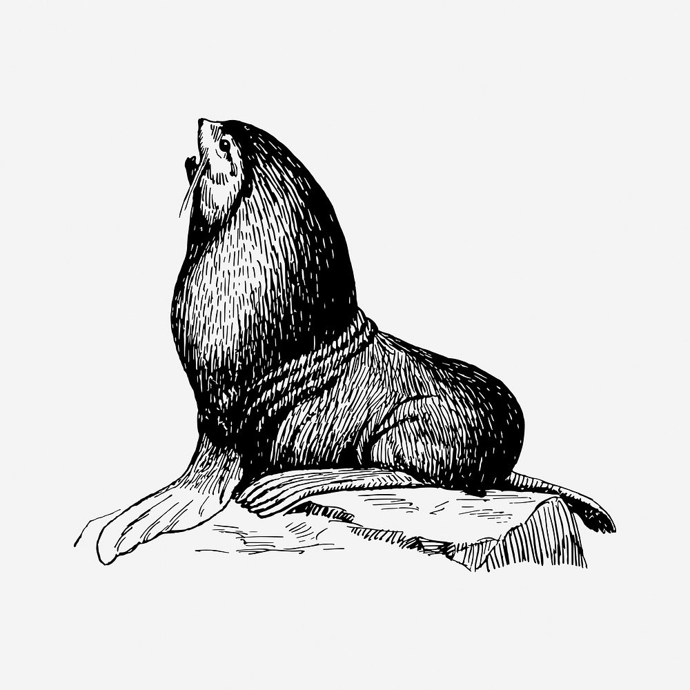 Seal animal drawing, hand drawn sea life illustration. Free public domain CC0 image.